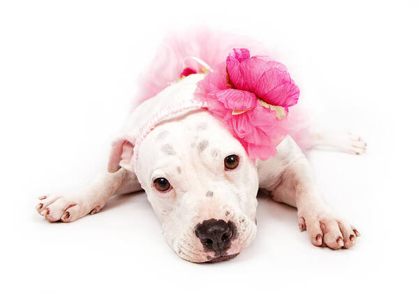 Dog Art Print featuring the photograph White Pit Bull Dog Wearing Pink by Good Focused