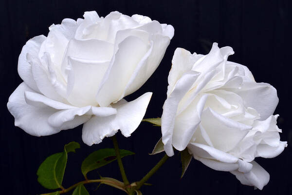 White Rose Art Print featuring the photograph White Rose Twins. by Terence Davis