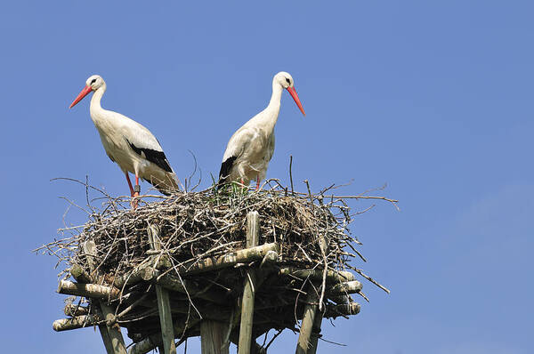 Stork Art Print featuring the photograph White storks in their nest by Matthias Hauser