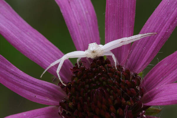 Whitebanded Crab Spider Art Print featuring the photograph Whitebanded Crab Spider On Tennessee Coneflower by Daniel Reed