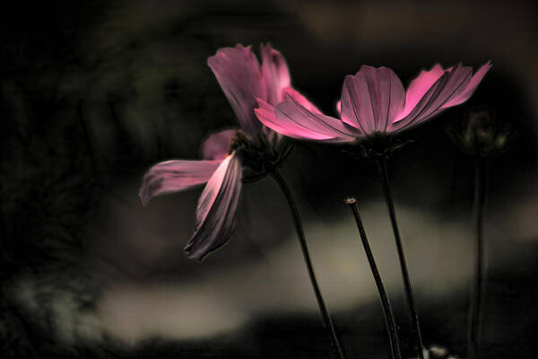 Pair Of Flowers Art Print featuring the photograph Wide Open by Bonnie Bruno