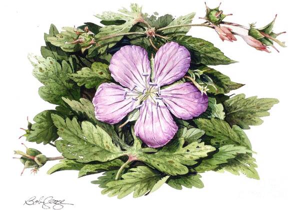 Floral Art Print featuring the painting Wild Geranium by Bob George