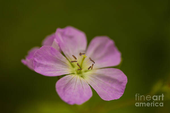 Beautiful Art Print featuring the photograph Wild Geranium by Jack R Perry