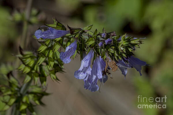 Wildflower Art Print featuring the photograph Wildflower Beauty by Deborah Benoit