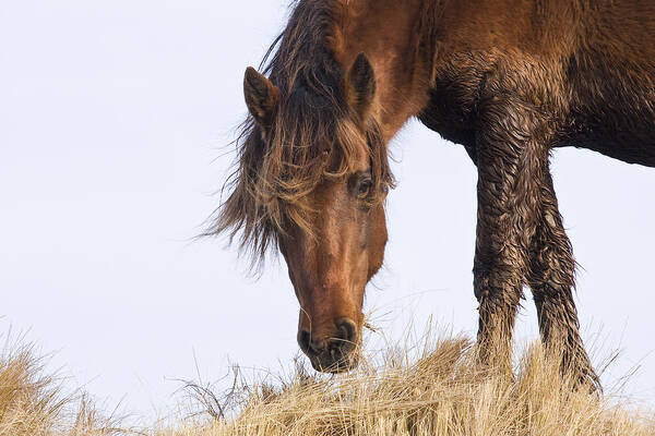 Wild Art Print featuring the photograph Wildhorse on the High Dunes by Bob Decker