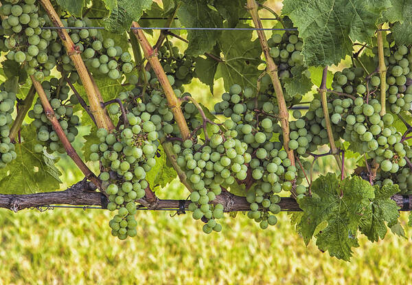 West Cape May New Jersey Art Print featuring the photograph Willow Creek Grapes by Tom Singleton