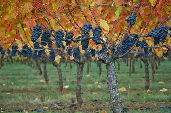 Wine Art Print featuring the photograph Wine grapes - Oregon - Willamette Valley by Jeff Burgess
