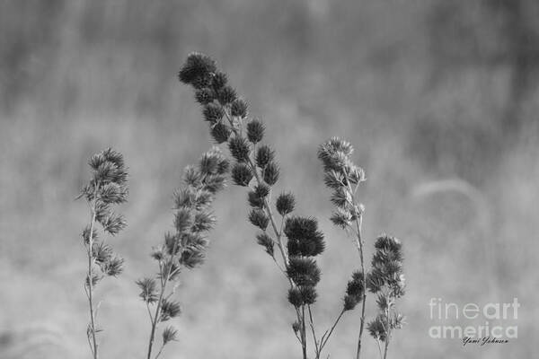 Winter Art Print featuring the photograph Winter Flowers by Yumi Johnson