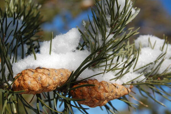 Winter Art Print featuring the photograph Winter Pine Cones by Peter DeFina