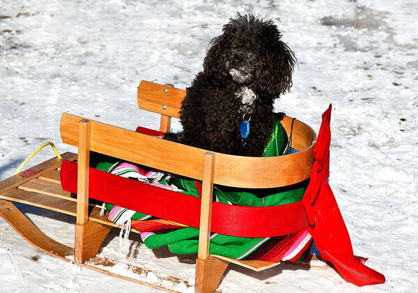 Poodle In Winter Art Print featuring the photograph Winter Ride by Burney Lieberman