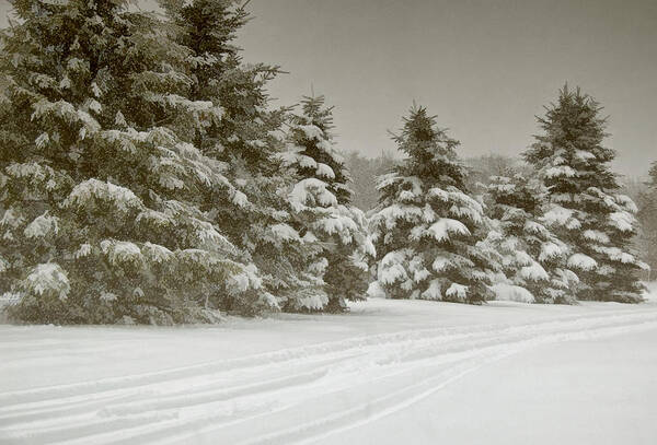 Pines Art Print featuring the photograph Winter Trees by Cathy Kovarik