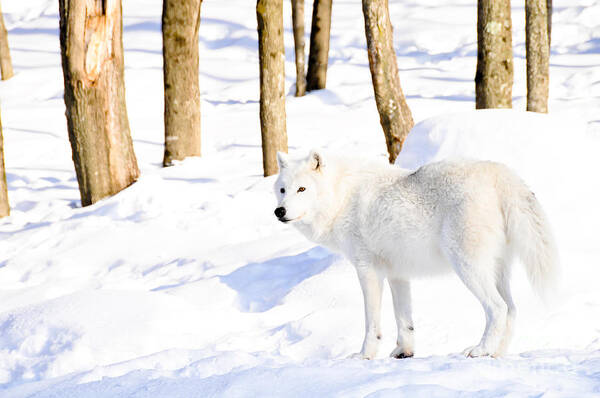 Arctic Wolf Art Print featuring the photograph Winter Wolf by Cheryl Baxter
