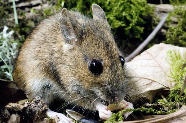 Apodemus Sylvaticus Art Print featuring the photograph Wood Mouse Feeding by Duncan Shaw