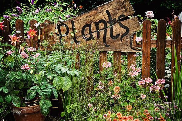 Plants Art Print featuring the photograph Wooden plant sign in flowers by Simon Bratt