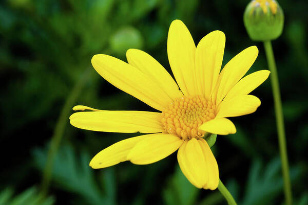 Flower Art Print featuring the photograph Yellow Flower by Greg Nyquist