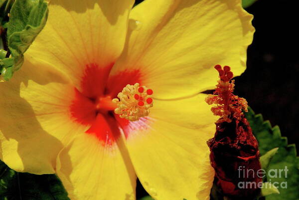 Flowers Art Print featuring the photograph Yellow High by Ken Williams