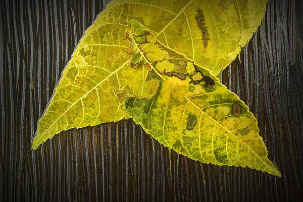 Art Art Print featuring the photograph Yellow Leaves by Randall Nyhof