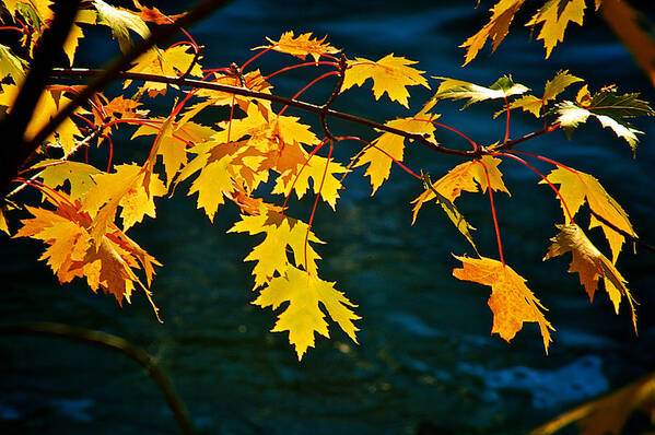 Yellow Art Print featuring the photograph Yellow Maple Leafs by Prince Andre Faubert