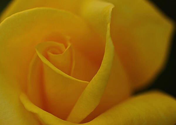 Yellew Rose Art Print featuring the photograph Yellow Rose by Dorothy Cunningham