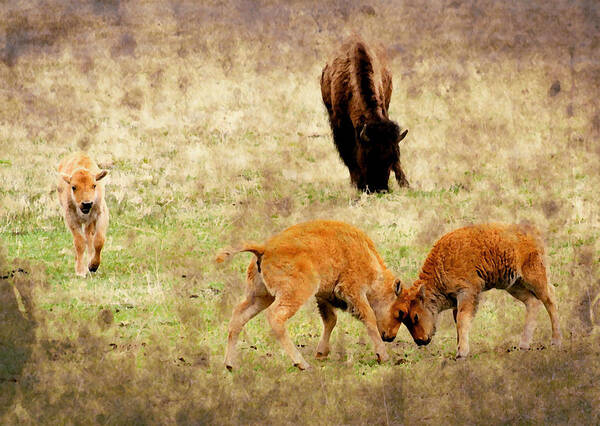 Bison Art Print featuring the photograph Yellowstone Bison by Ellen Heaverlo