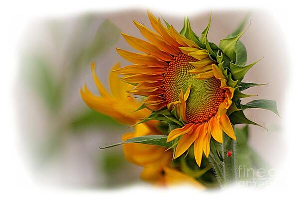 Young Art Print featuring the photograph Young Sunburst by John Kolenberg