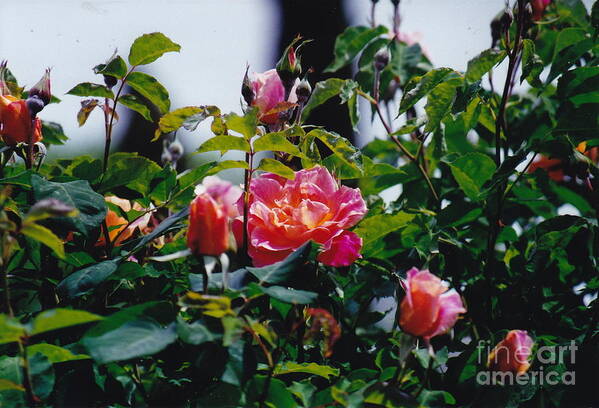 Rose Art Print featuring the photograph Yummy Roses by Barbara Plattenburg