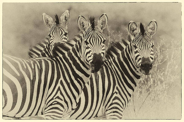 Africa Art Print featuring the photograph Zebra Trio by Jack Daulton