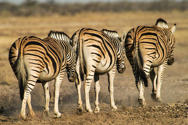 Action Art Print featuring the photograph Zebras three by Alistair Lyne