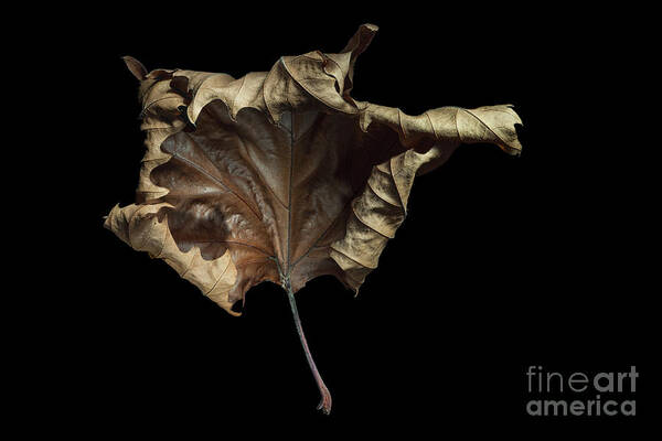  Autumn Leaf Art Print featuring the photograph Autumn Leaf by Ann Garrett