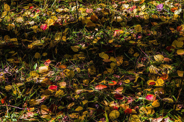 Leaves Art Print featuring the photograph Autumn's Mosaic by Alana Thrower