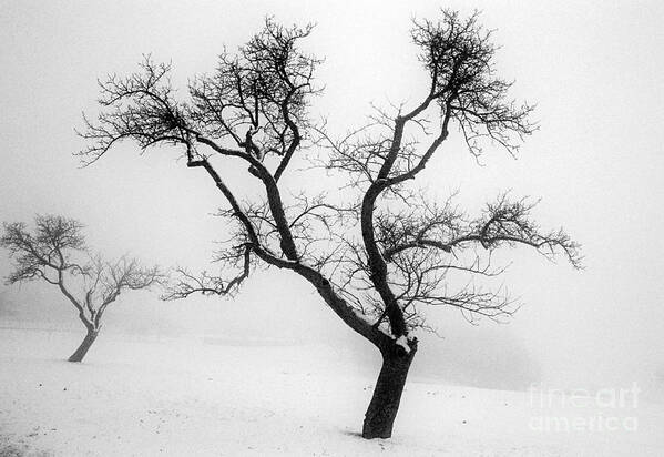 Empty Art Print featuring the photograph Tree In The Snow by Ilan Amihai