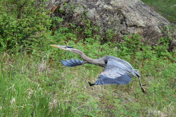 Great Blue Heron Art Print featuring the photograph Great Blue Heron at 11 Mile Canyon CO by Margarethe Binkley