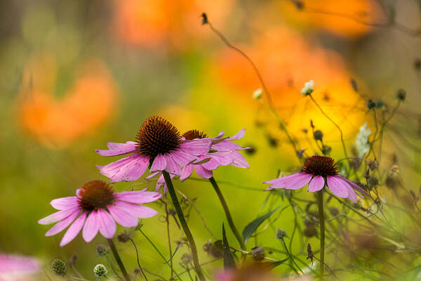 Cone Flower Art Print featuring the photograph Coneflower Symphony by Mary Amerman