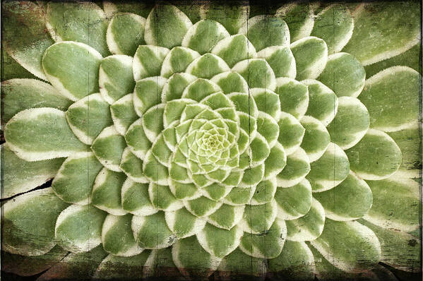 Aeonium Art Print featuring the photograph Aeonium Succulent #1 by Catherine Lau