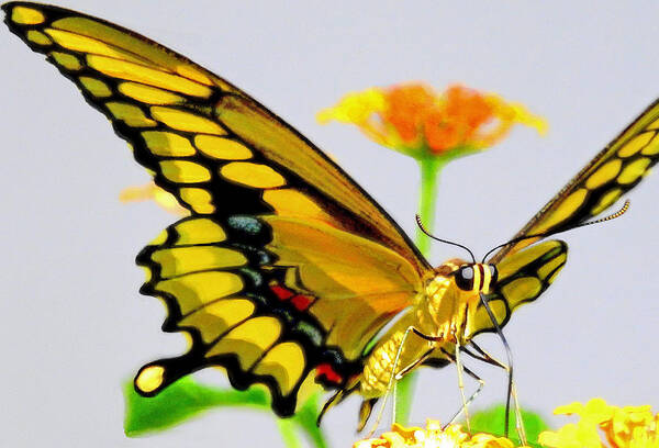 Yellow Swallowtail Art Print featuring the photograph Afternoon Sip #1 by Charlotte Schafer