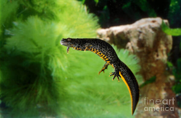 Adult Art Print featuring the photograph Alpine Newt Triturus Alpestris #1 by Gerard Lacz