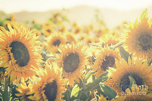 Sunflower Art Print featuring the photograph Among the Sunflowers #1 by Ana V Ramirez