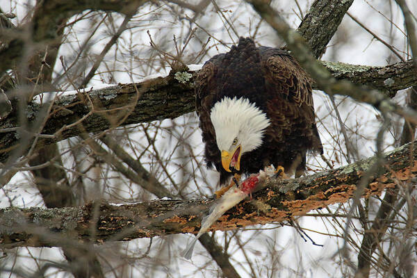 Bald Eagle Art Print featuring the photograph An Eagles Meal #1 by Brook Burling