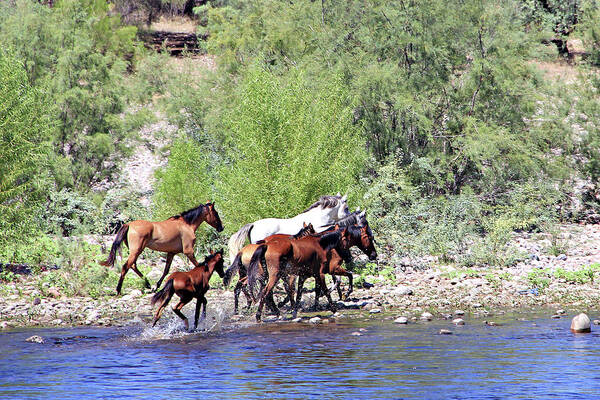 River Art Print featuring the photograph Arizona Wild Horses #1 by Matalyn Gardner