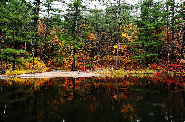 French River Art Print featuring the photograph Autumn Colors #2 by Debbie Oppermann