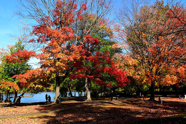Autumn Art Print featuring the photograph Autumn Leaves in Prospect Park #1 by Diane Lent
