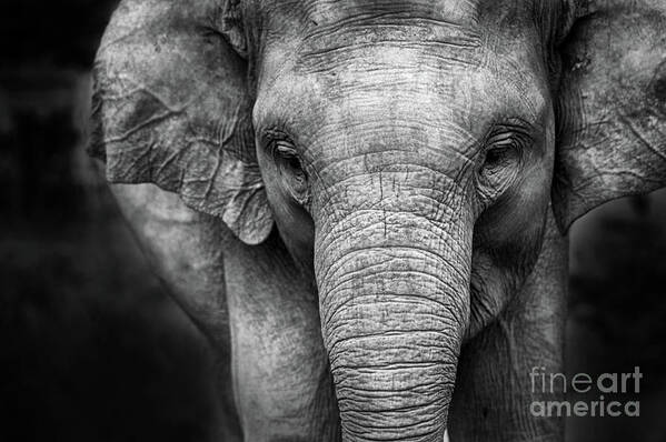 Elephant Art Print featuring the photograph Baby Elephant #1 by Charuhas Images