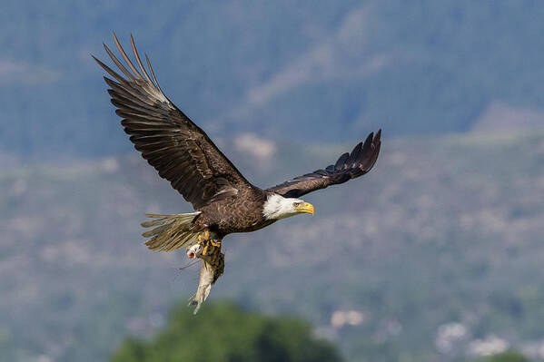 Bald Eagle Art Print featuring the photograph Bald Eagle With Its Catch of the Day #2 by Tony Hake