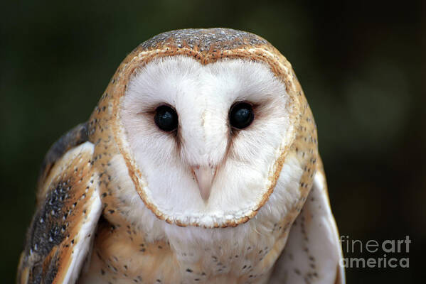 Denise Bruchman Art Print featuring the photograph Barn Owl #1 by Denise Bruchman