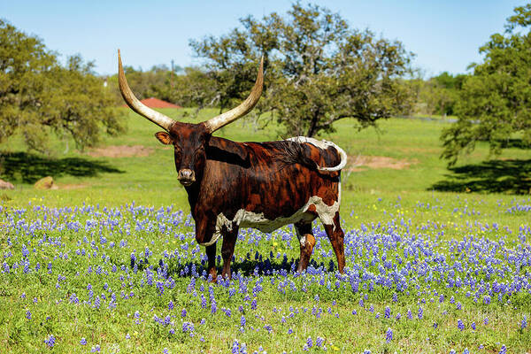 African Breed Art Print featuring the photograph Beautiful longhorn bull by Raul Rodriguez