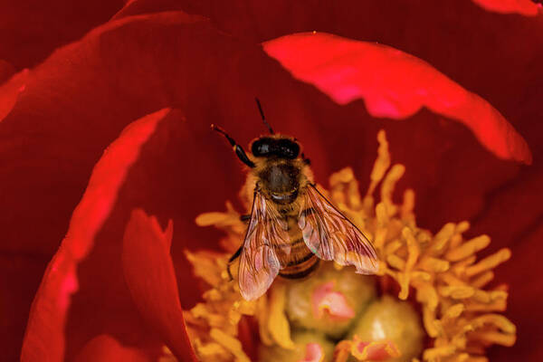 Jay Stockhaus Art Print featuring the photograph Bee #1 by Jay Stockhaus