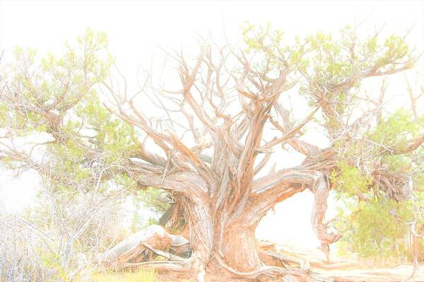 Arches National Park Art Print featuring the photograph Been Around by Merle Grenz