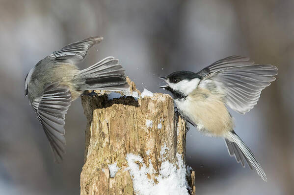 Black-capped Art Print featuring the photograph Black-capped Chickadee in winter #1 by Mircea Costina Photography