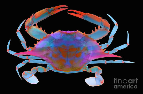 Xray Art Print featuring the photograph Blue Crab, X-ray #1 by Ted Kinsman