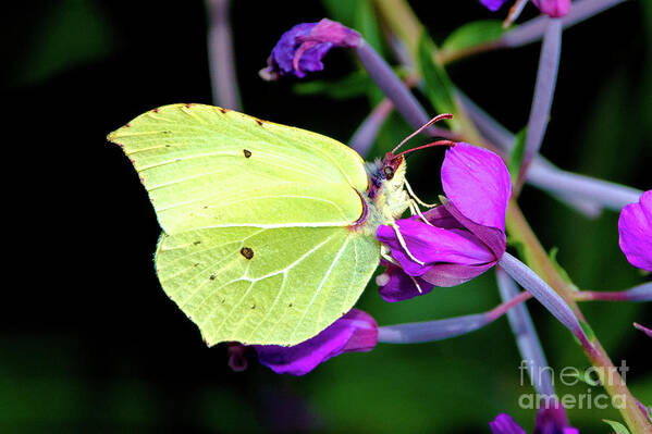 Animal Art Print featuring the photograph Brimstone butterfly by Amanda Mohler